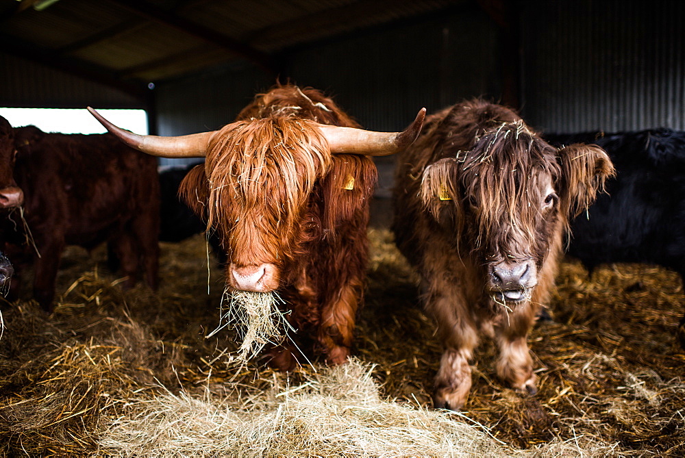 Highland cattle, Scotland, United Kingdom, Europe