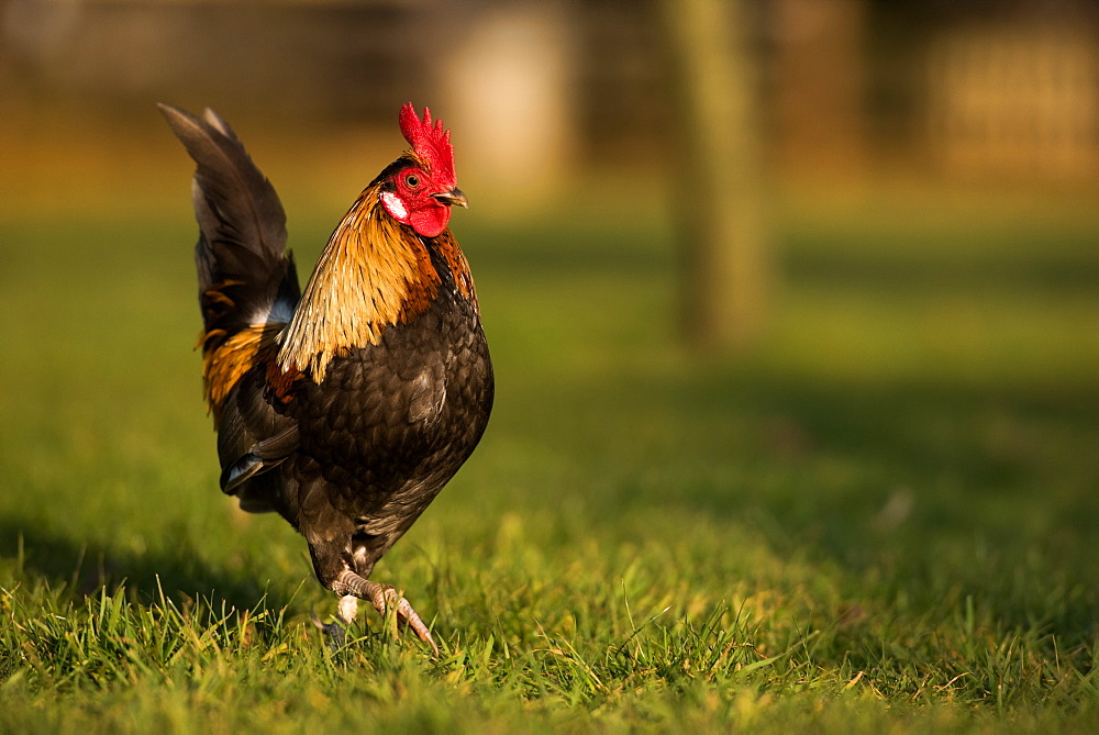 Cockerel in grass, United Kingdom, Europe