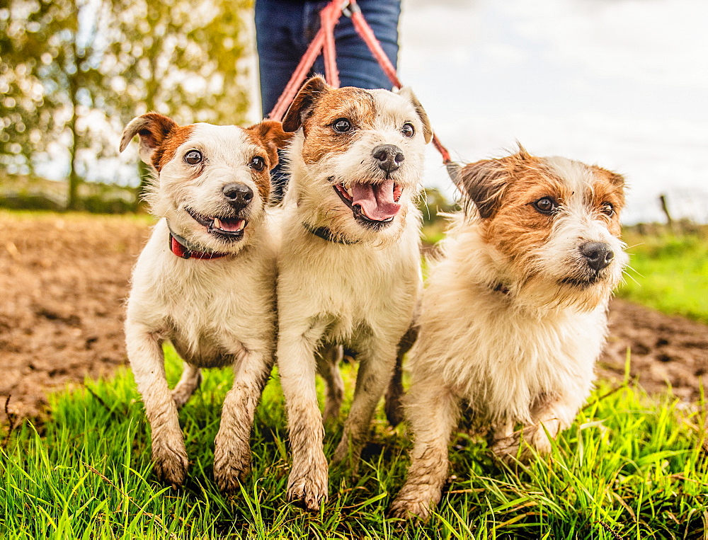 Jack Russell on a lead, United Kingdom, Europe