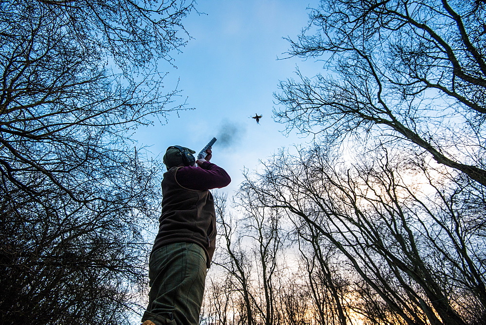 Gun standing in a wood firing at a pheasant flying overhead at sunset, United Kingdom, Europe