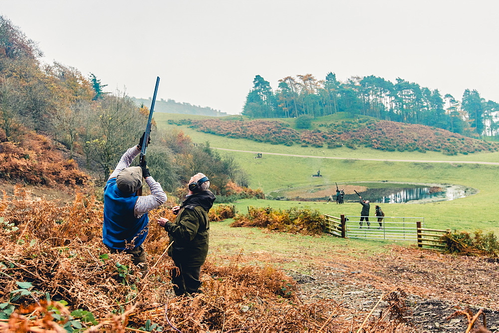 Gun on a hillside shooting at pheasants flying overhead, United Kingdom, Europe