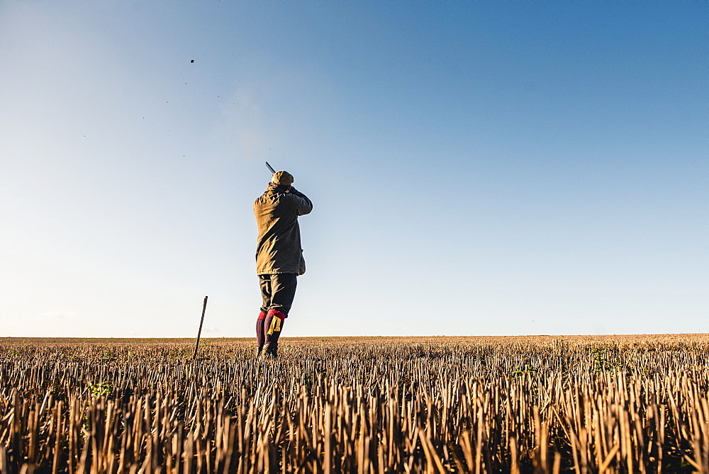 Gun standing in an open field shooting at pheasants flying past, United Kingdom, Europe