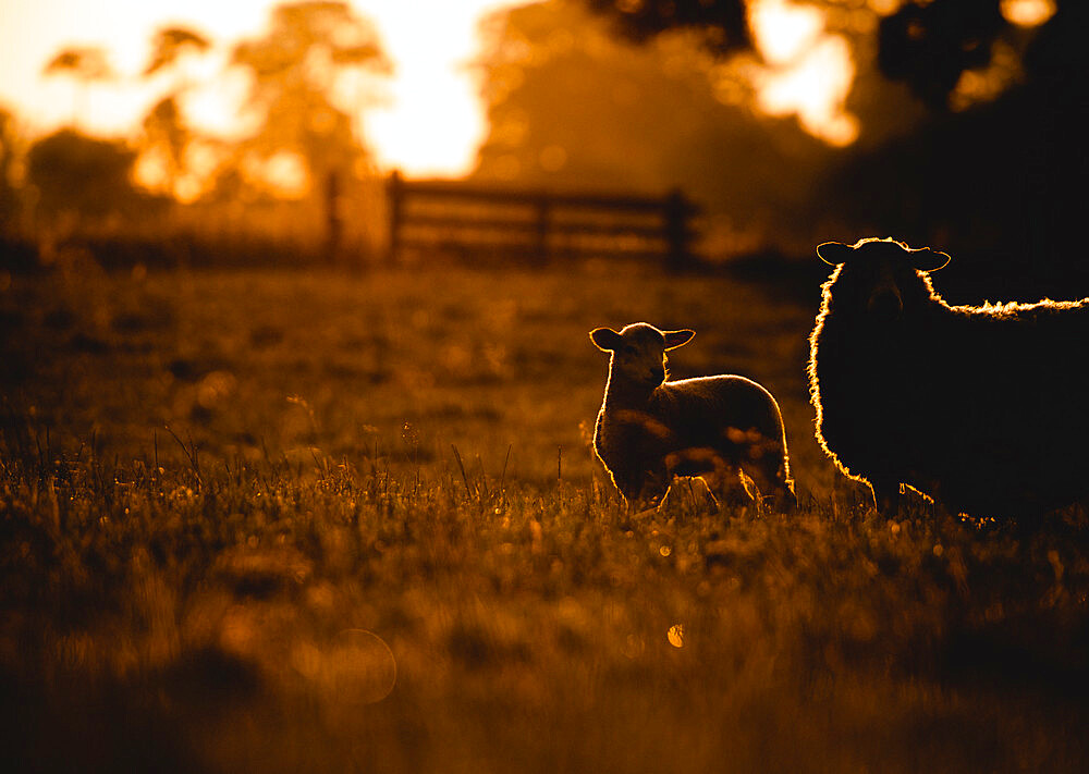 Back-lit silhouettes of Sheep and Spring Lambs, United Kingdom, Europe