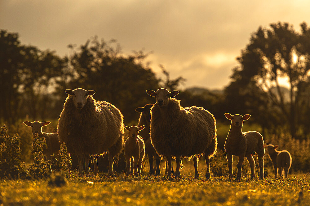 Back-lit silhouettes of Sheep and Spring Lambs, United Kingdom, Europe