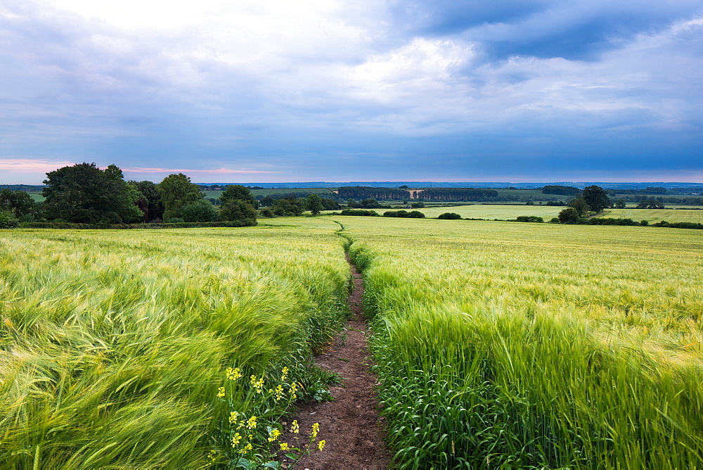 Cuddesdon, Oxfordshire, England, United Kingdom, Europe