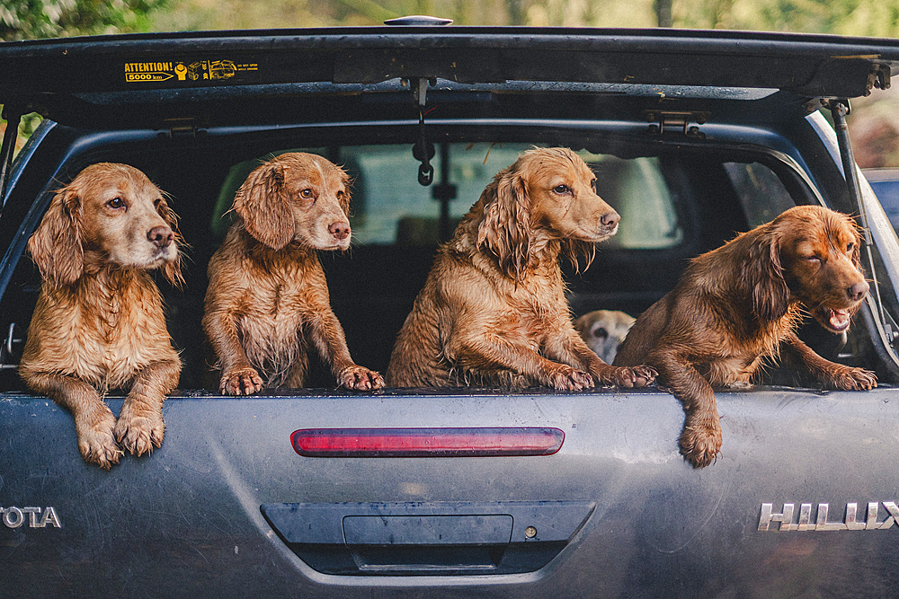 cock and springer spaniel gun dogs in a shoot bus/pickup on a pheasant shoot in UK