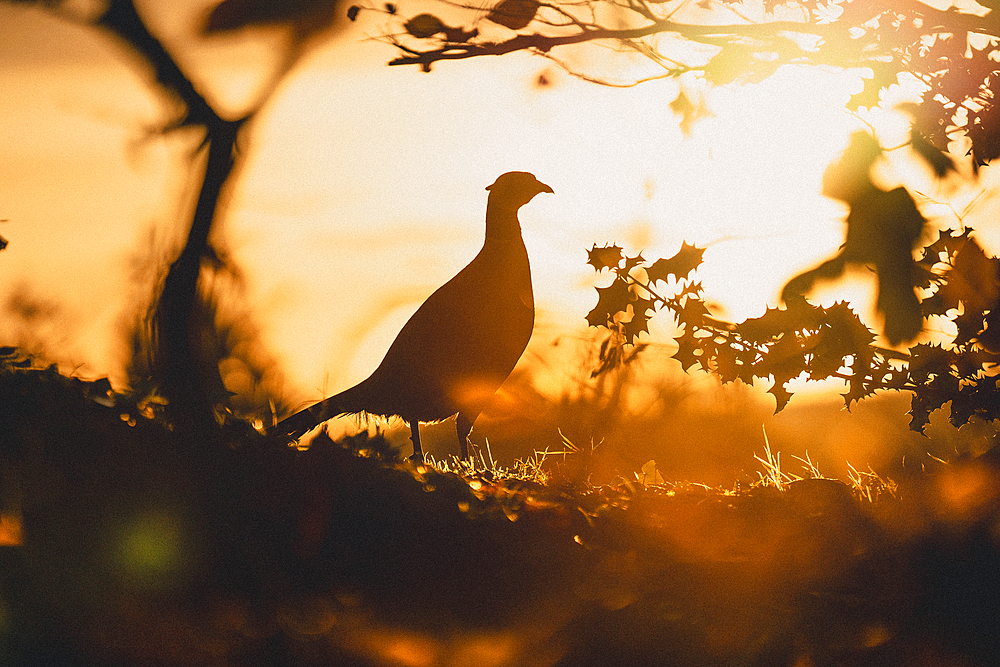 A silhouette of a cock male pheasant in afternoon glow light