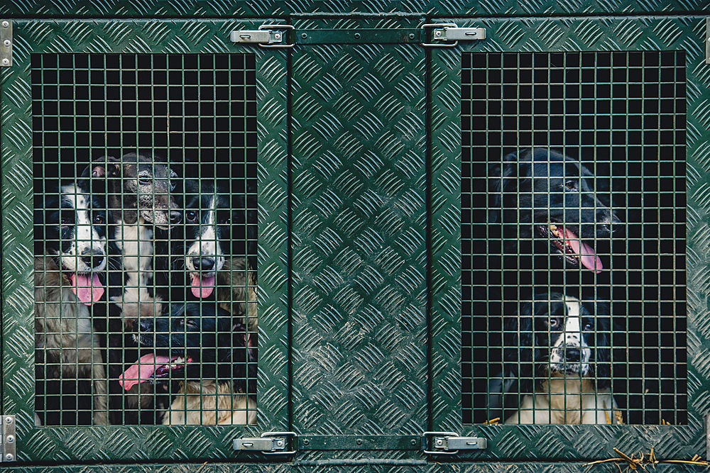 gun dogs in a cage on a pickup on a pheasant shoot in UK