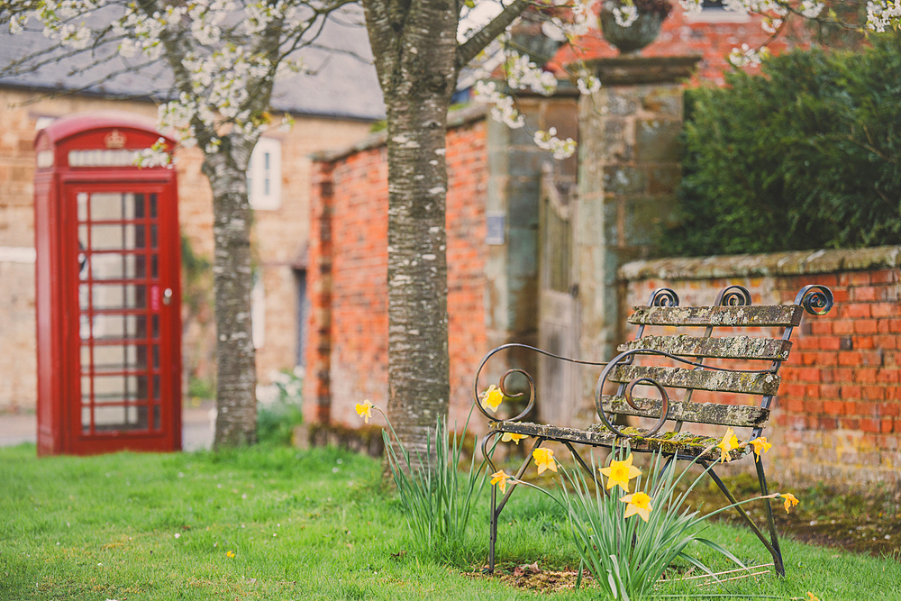 Old bench with daffodils and Old Red telephone box in the countryside in Northamptonshire with blossom
