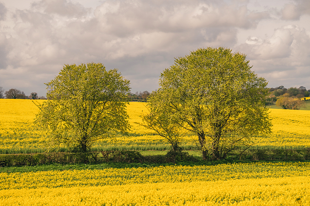 Rapeseed Field in Northamptonshire