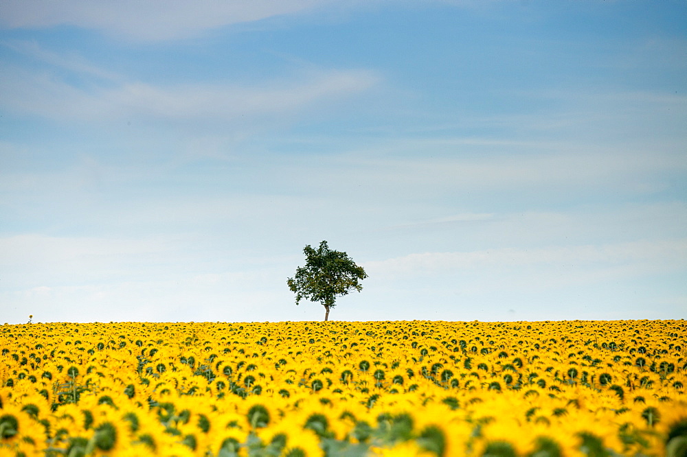 Sunflowers (Helianthus), Chillac, Charente, France, Europe