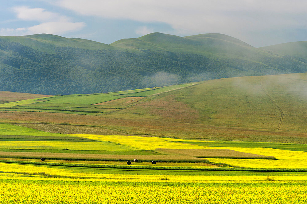 Fields of flowering lentils on the Piano Grande, Monti Sibillini National Park, Perigua District, Umbria, Italy, Europe