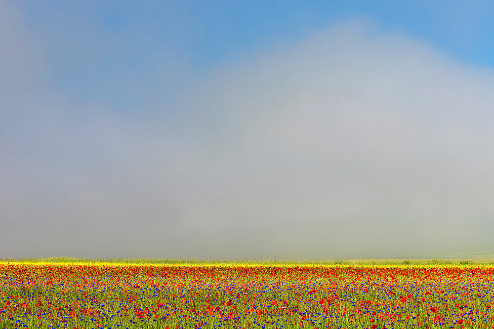 Wildflower meadow of poppies and cornflowers in the morning mist, Monte Sibillini, Umbria, Italy, Europe