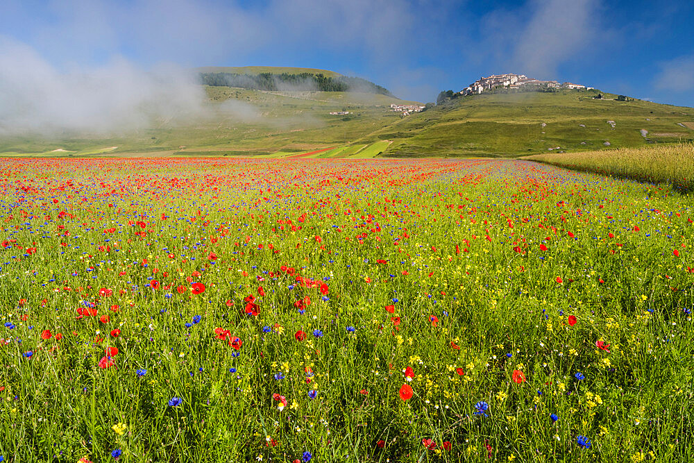 View of wildflower meadow and Castelluccio di Norcia, Monte Sibillini Mountains, Umbria, Italy, Europe