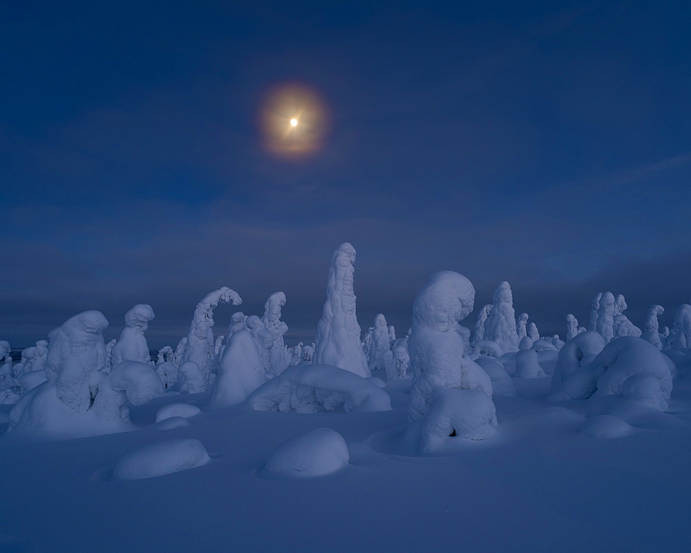 Moonrise over snow covered trees, Tykky, Kuntivaara, Kuusamo, Finland, Europe