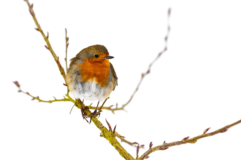 European robin (Erithacus rubecula), in winter, Kent, England, United Kingdom, Europe