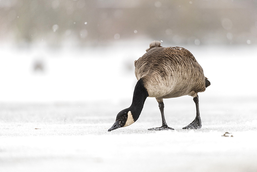 Canada goose (Branta canadensis) on snow covered frozen lake, Kent, England, United Kingdom, Europe