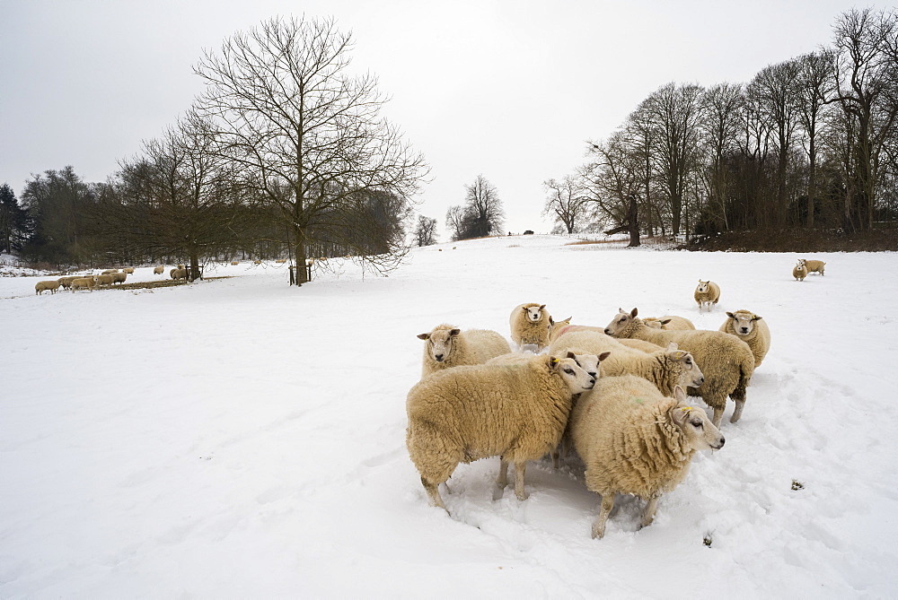 Sheep in snow covered field, Kent, England, United Kingdom, Europe