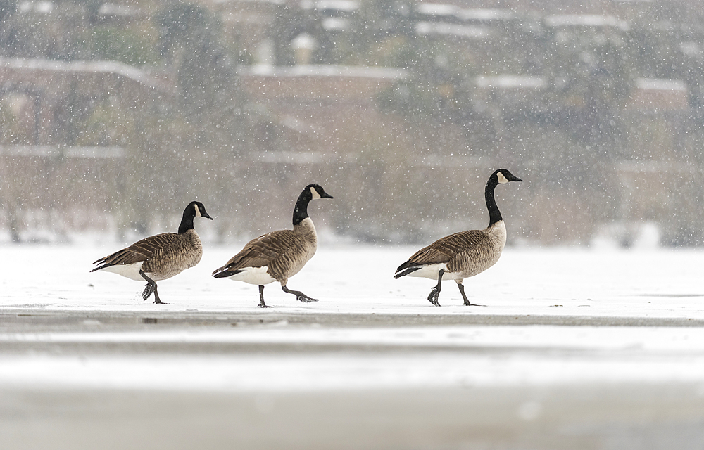 Canada goose (Branta canadensis) on snow covered, frozen lake, Kent, England, United Kingdom, Europe