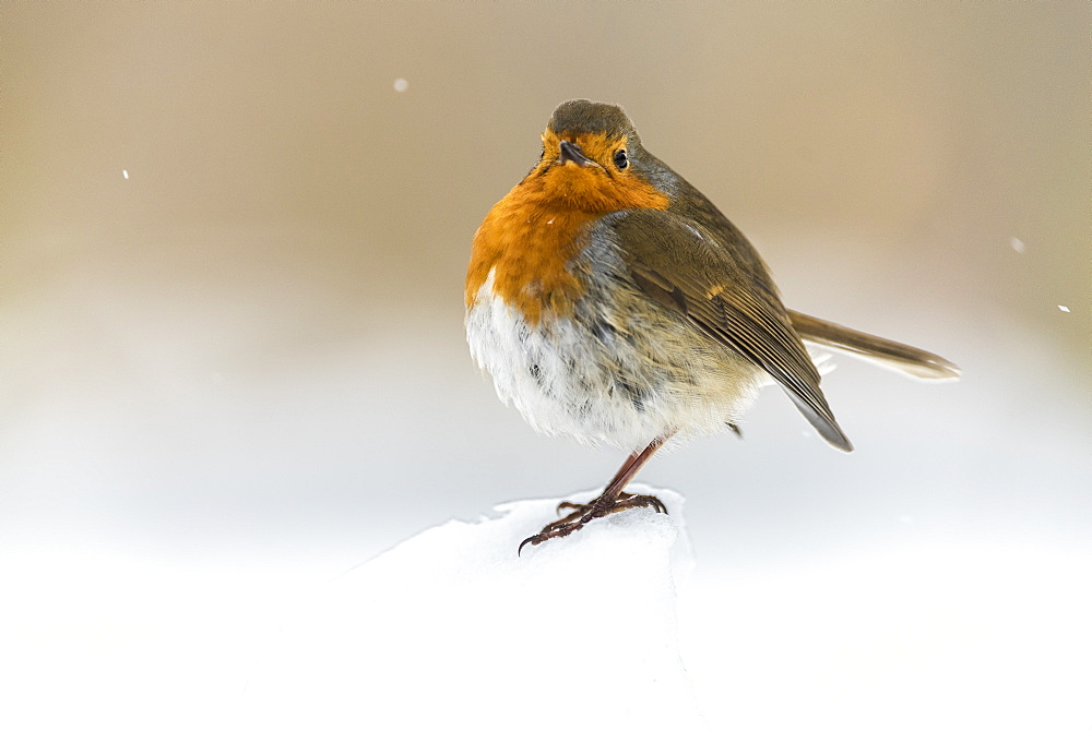 European robin (Erithacus rubecula), in winter, Kent, England, United Kingdom, Europe