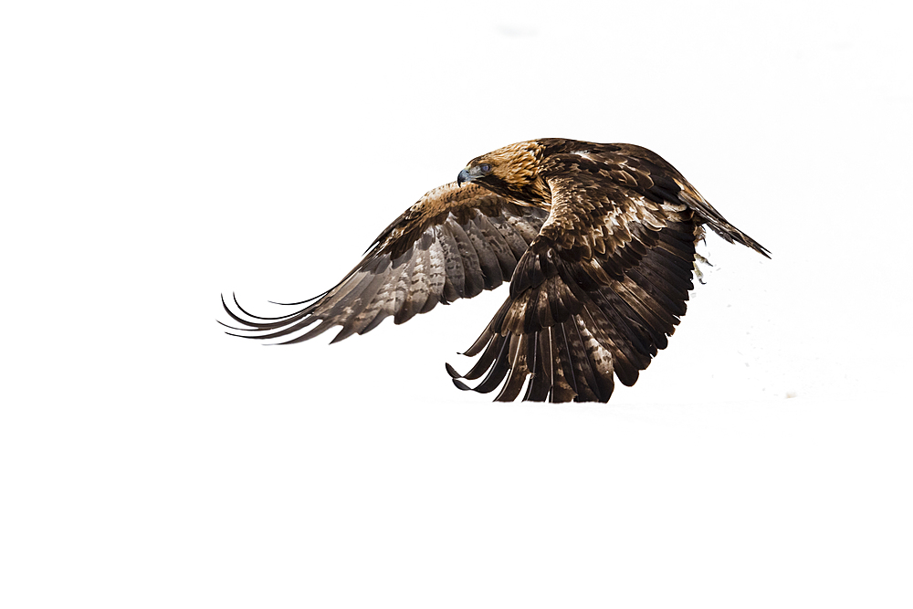 Golden eagle (Aquila chrysaetos), in flight, Kuusamo, Finland, Europe