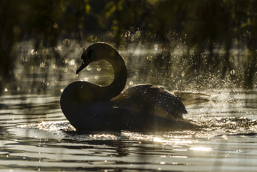 Mute swan (Cygnus olor) bathing, Kent, England, United Kingdom, Europe