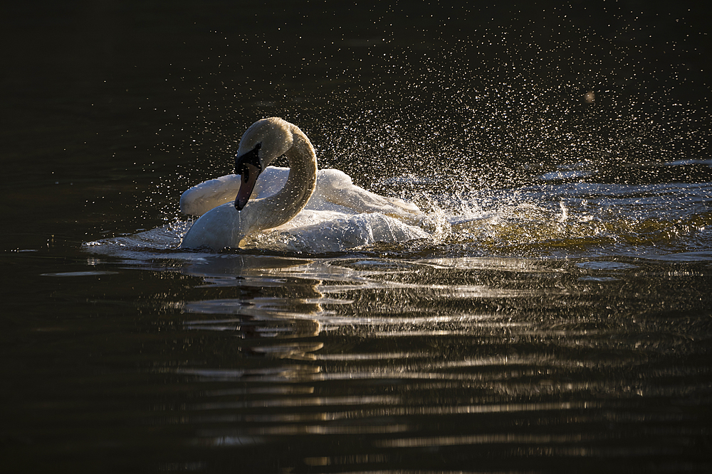 Mute swan (Cygnus olor) bathing, Kent, England, United Kingdom, Europe