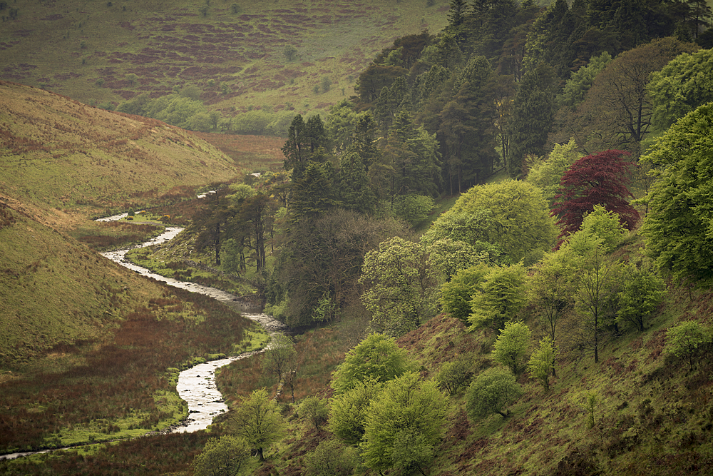 River Barle at Cornham Brake, near Simonsbath, Exmoor National Park, Somerset, England, United Kingdom, Europe