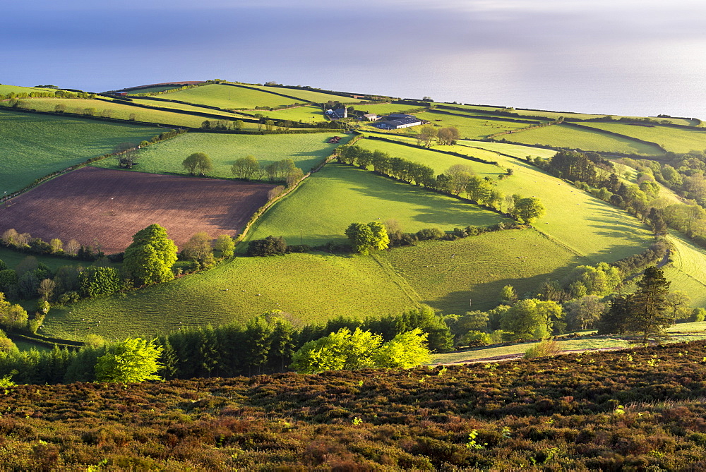 Moor and farmland in spring, Exmoor National Park, Devon, England, United Kingdom, Europe