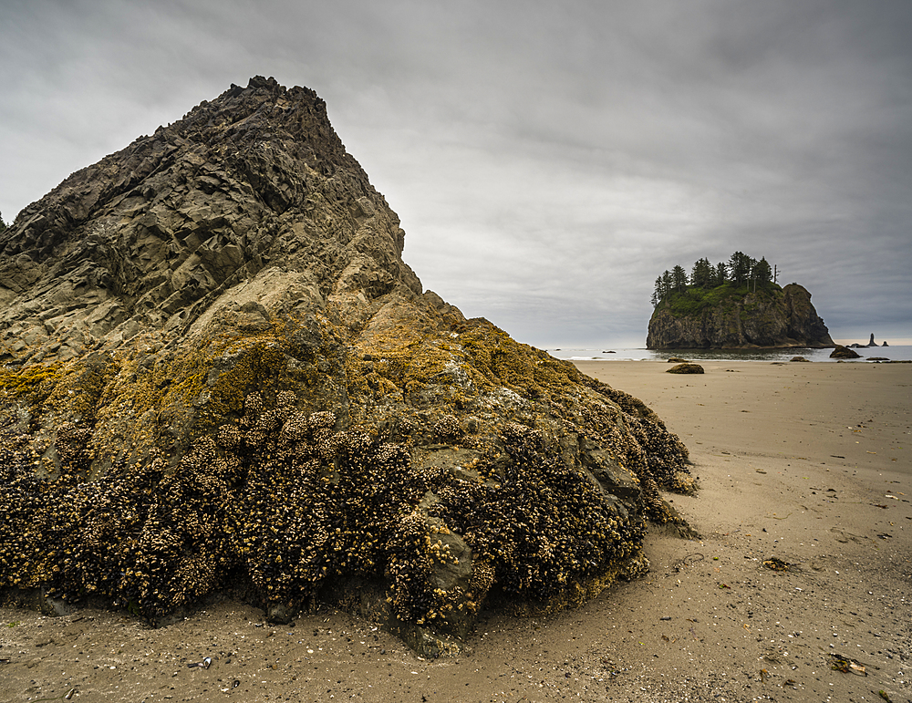 Rock covered in barnacles, First Beach at dawn, Olympic National Park, UNESCO World Heritage Site, Washington State, United States of America, North America