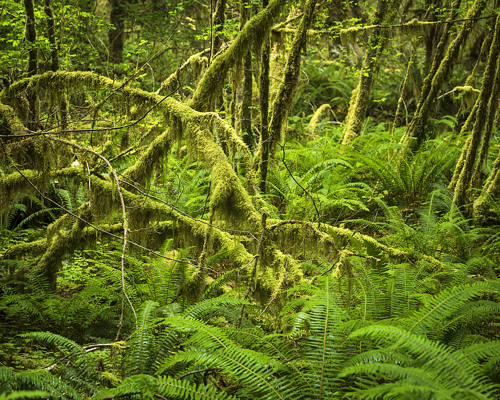 Hoh Rainforest, Olympic National Park, UNESCO World Heritage Site, Washington State, United States of America, North America