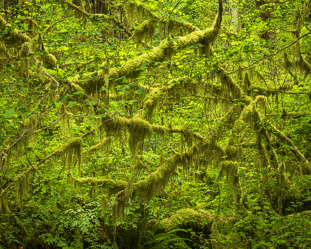 Hoh Rainforest, Olympic National Park, UNESCO World Heritage Site, Washington State, United States of America, North America