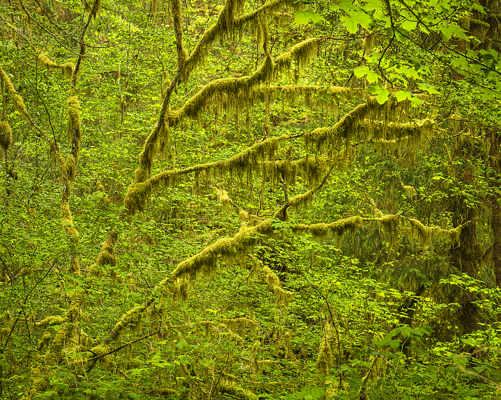 Hoh Rainforest, Olympic National Park, UNESCO World Heritage Site, Washington State, United States of America, North America