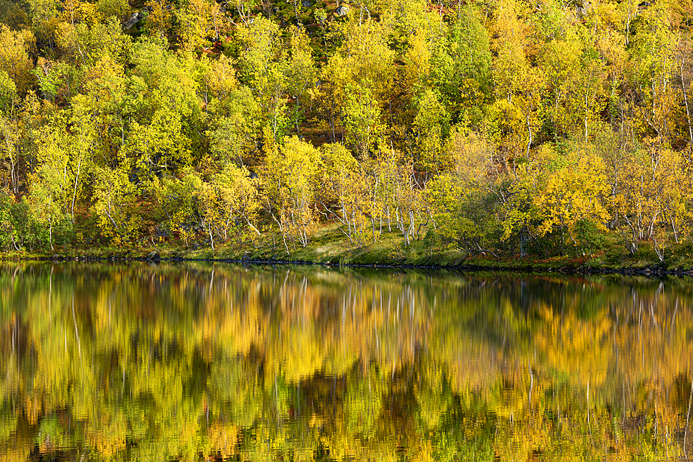 Silver birch (Betula pendula) reflected in lake, autumn colour, Senja, Norway, Scandinavia, Europe