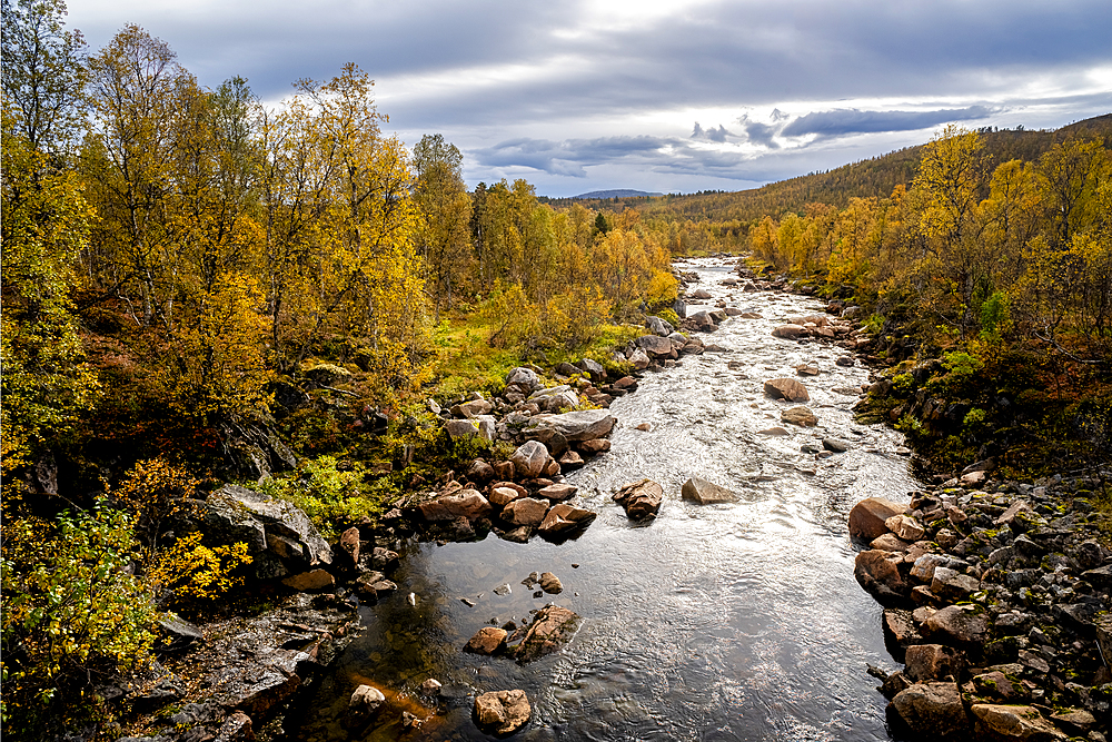 Silver birch (Betula pendula) in autumn colour and river, Senja, Norway, Scandinavia, Europe