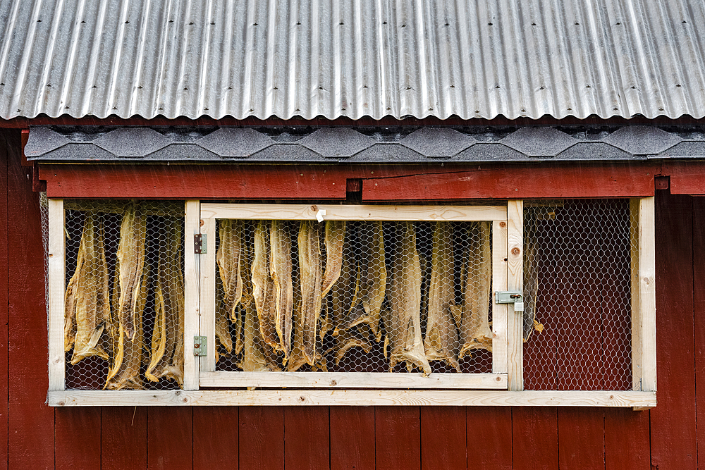 Hanging dried fish, Sandvika, Senja, Norway, Scandinavia, Europe