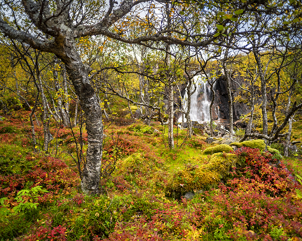 Waterfall and autumn colour in Anderdalen National Park, Senja, Norway, Scandinavia, Europe