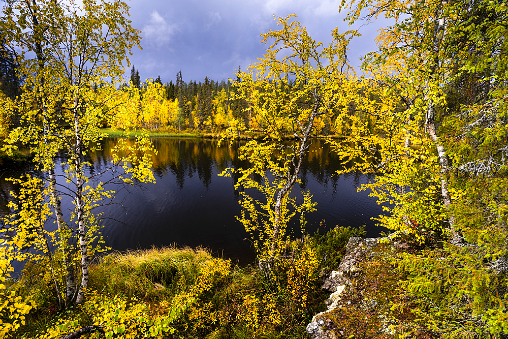 Silver birch (Betula pendula) in autumn colour, Muonio, Lapland, Finland, Europe