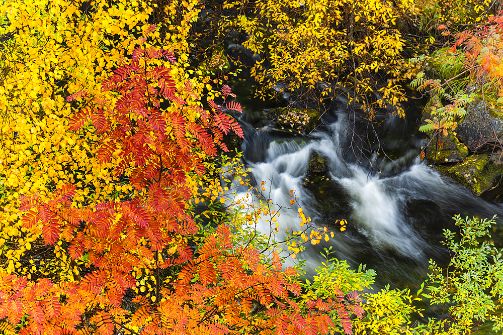 Mountain ash (Sorbus aucuparia) and silver birch {Betula pendula), and fast flowing stream, autumn colour, Ruska, Muonio, Lapland, Finland, Europe