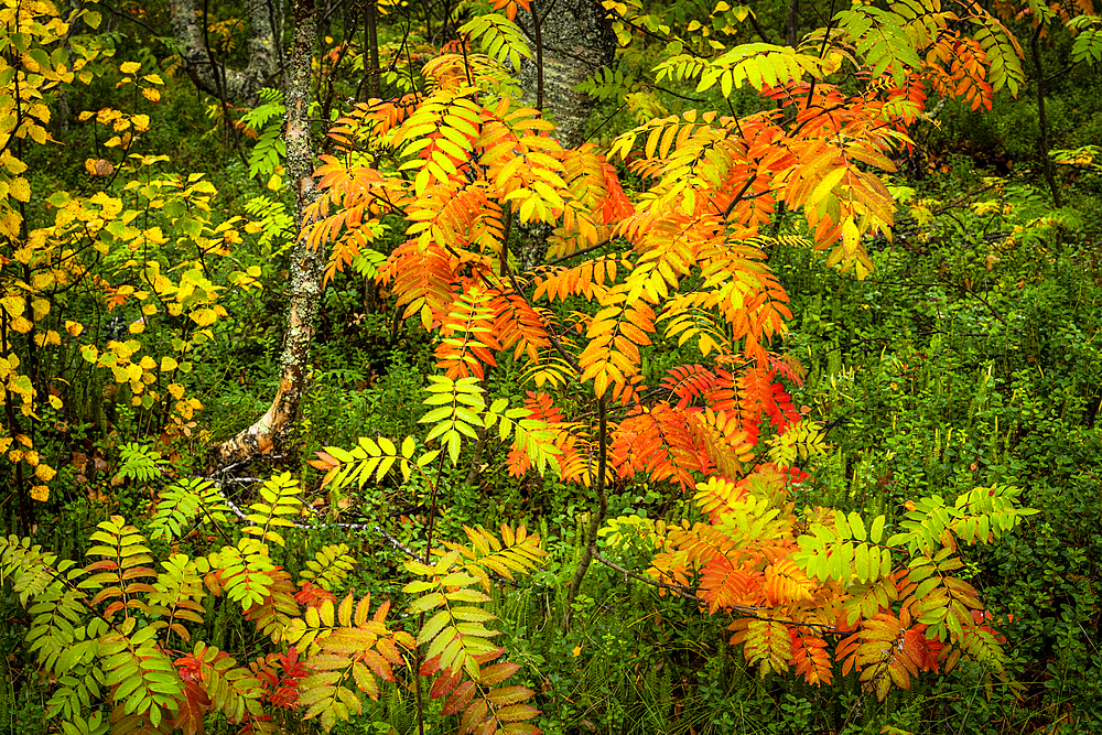 Rowan tree (Sorbus aucuparia) in autumn colour, Ruska, Muonio, Lapland, Finland, Europe