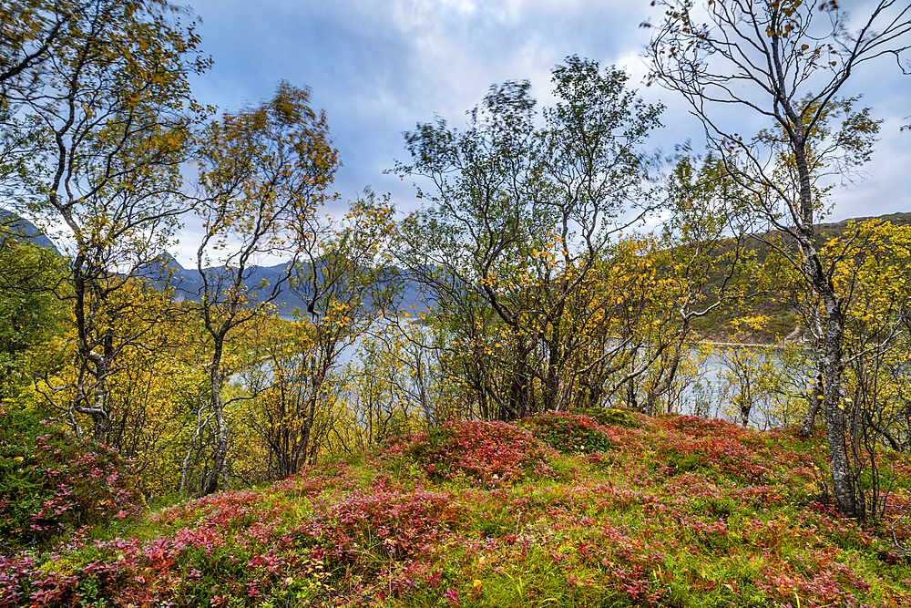 Autumn colour in Anderdalen National Park, Senja, Norway, Scandinavia, Europe