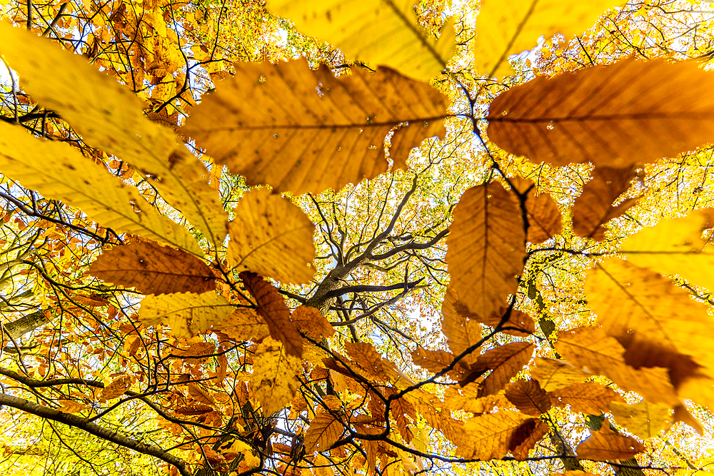 Sweet chestnut (Castanea sativa), leaves, and common oak tree (Quercus robur), autumn colour, Kent, England, United Kingdom, Europe