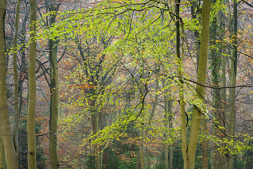 Common beech (Fagus sylvatica) trees, autumn colour, King's Wood, Challock, Kent, England, United Kingdom, Europe