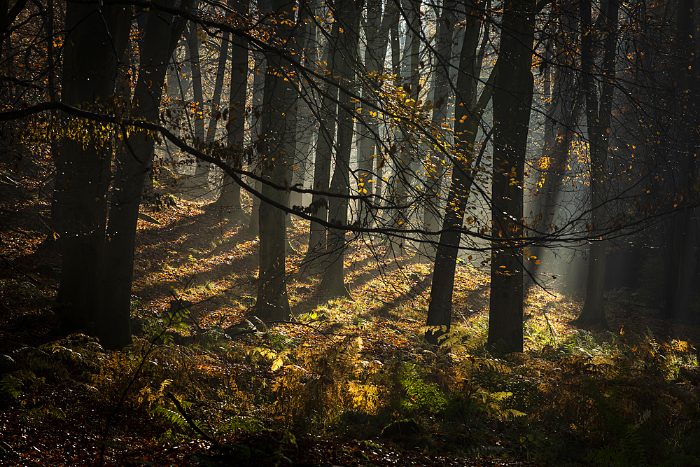 Common beech (Fagus sylvatica) trees, morning sunlight, autumn colour, King's Wood, Challock, Kent, England, United Kingdom, Europe