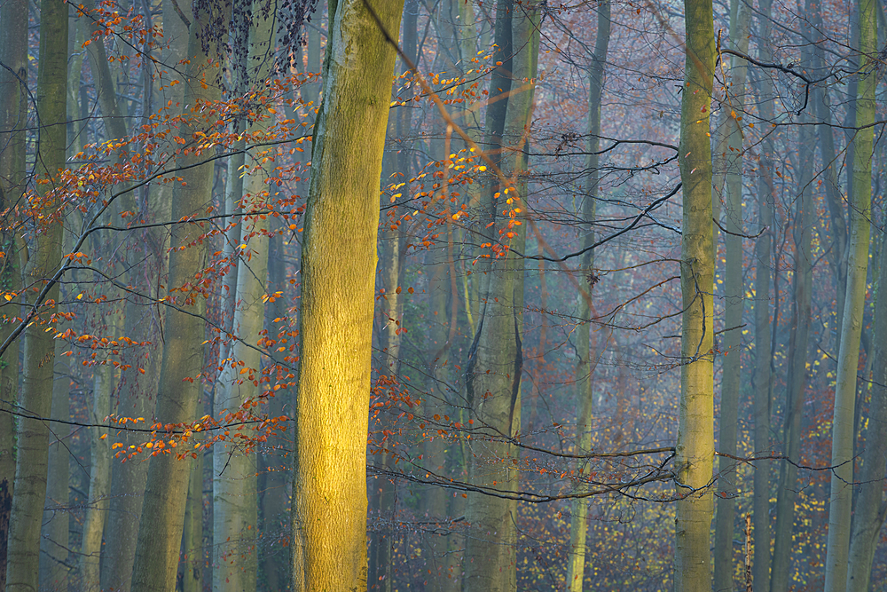 Common beech (Fagus sylvatica) trees, autumn colour, King's Wood, Challock, Kent, England, United Kingdom, Europe