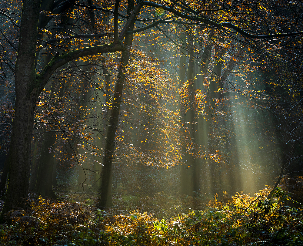 Common beech (Fagus sylvatica) trees, morning sunlight, autumn colour, King's Wood, Challock, Kent, England, United Kingdom, Europe