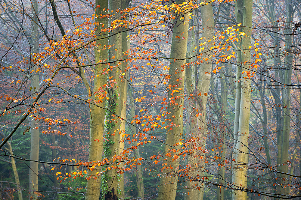 Common beech (Fagus sylvatica) trees, autumn colour, King's Wood, Challock, Kent, England, United Kingdom, Europe