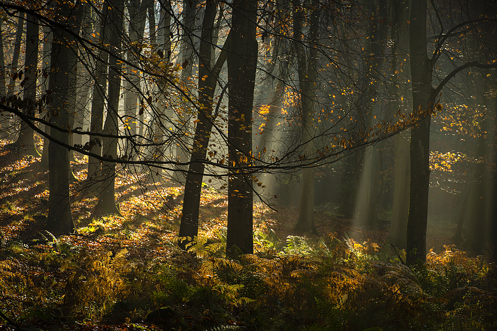 Common beech (Fagus sylvatica) trees, morning sunlight, autumn colour, King's Wood, Challock, Kent, England, United Kingdom, Europe