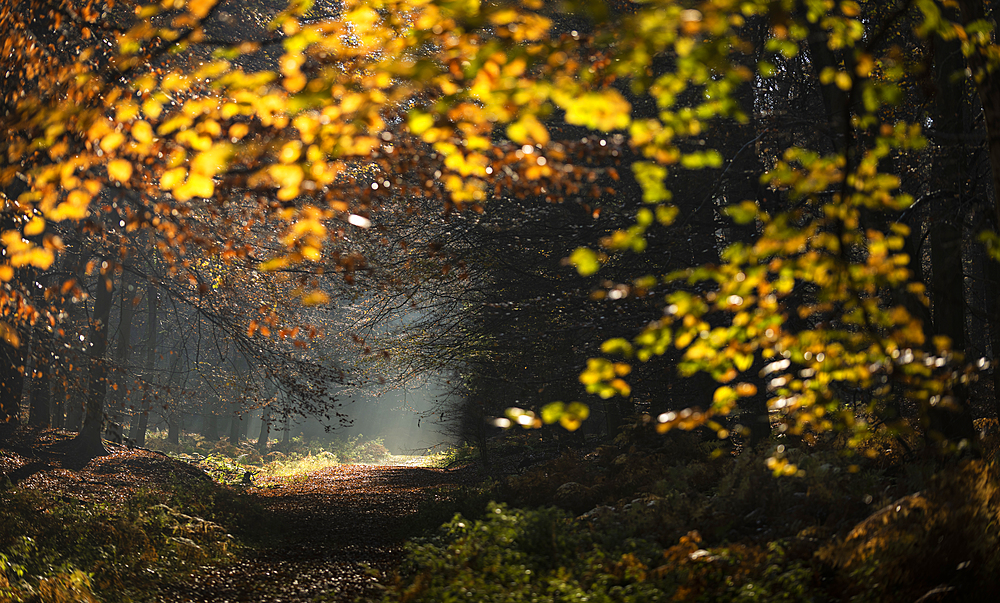 Common beech (Fagus sylvatica) trees and path, morning sunlight, autumn colour, King's Wood, Challock, Kent, England, United Kingdom, Europe