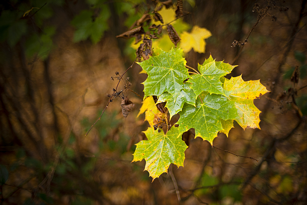 Sycamore (Acer pseudoplatanus) leaves, autumn colour, Kent, England, United Kingdom, Europe